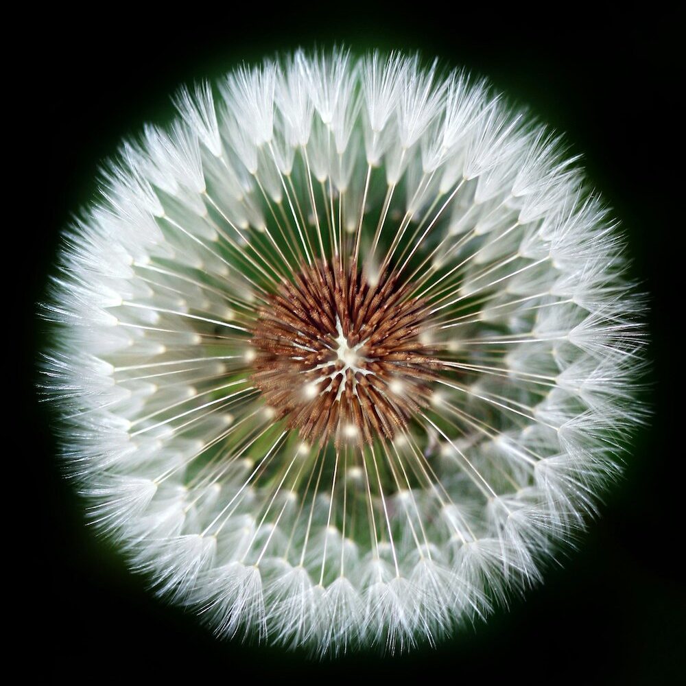 800x600 dandelion
